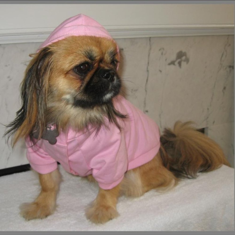 Bow Wow Pet Hoodie - Dog not Included